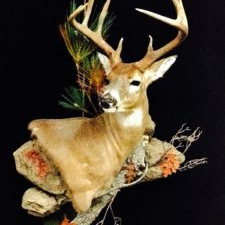 cropped-whitetail-deer-taxidermy-2017-225x300